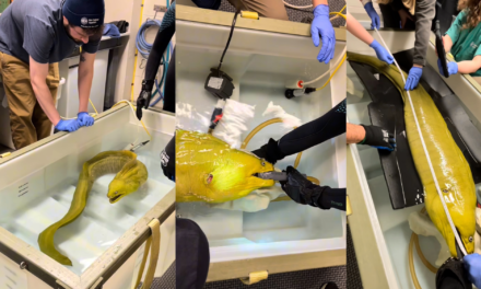 Thomas the moray eel goes to the doctor