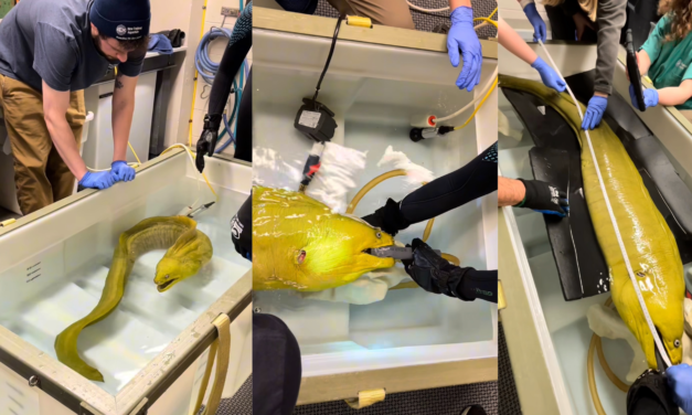Thomas the moray eel goes to the doctor
