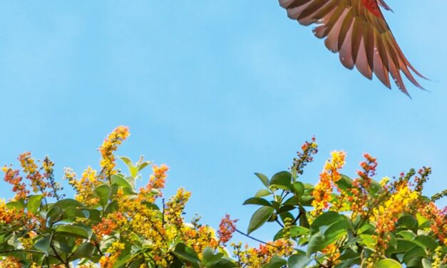 What you should know before booking a trip to Costa Rica