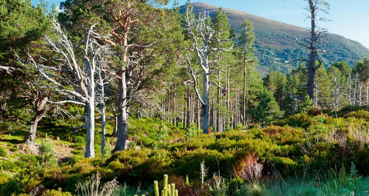 See how nature is bouncing back in these rewilded landscapes