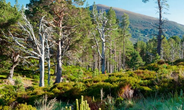 See how nature is bouncing back in these rewilded landscapes