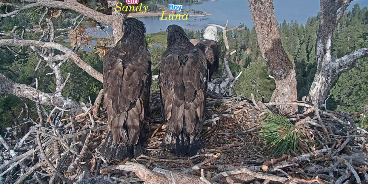Jackie and Shadow’s chicks’ genders revealed: It’s a boy…and a girl!