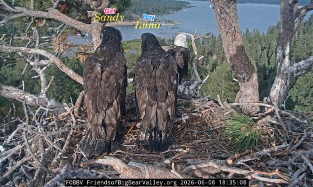 Jackie and Shadow’s chicks’ genders revealed: It’s a boy…and a girl!