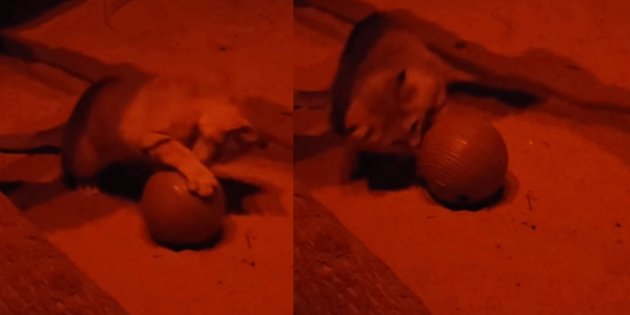 Even wild desert cats love catnip