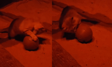 Even wild desert cats love catnip
