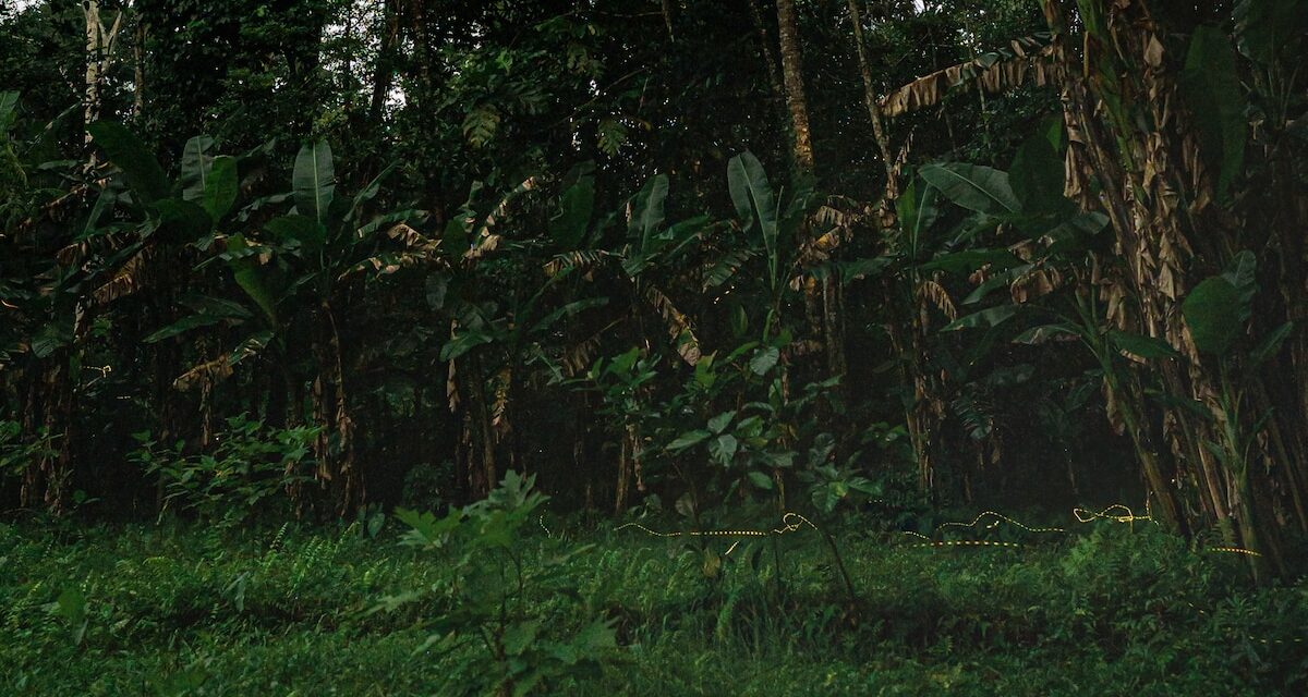 Watch the night sky light up with fireflies in Bali—here’s the best place to see them