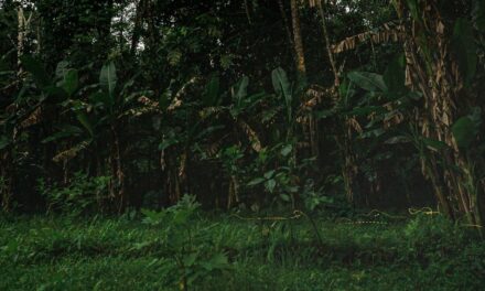 Watch the night sky light up with fireflies in Bali—here’s the best place to see them