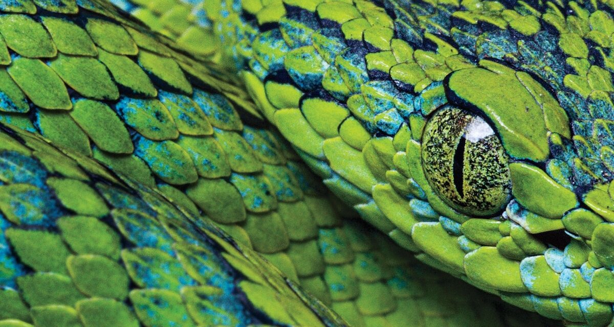 Can this famously gorgeous pit viper save the cloud forests of Honduras?