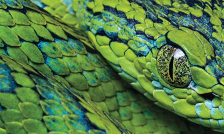 Can this famously gorgeous pit viper save the cloud forests of Honduras?