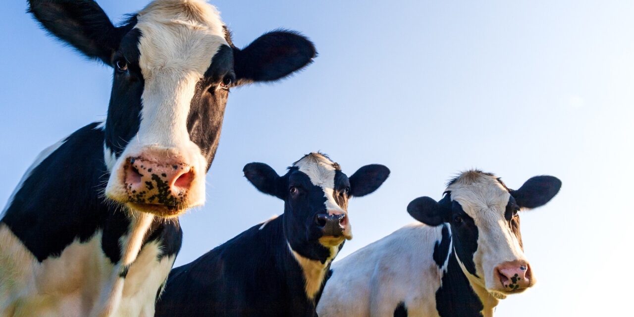Cow tipping isn’t real and other myths about farm life