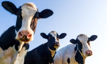 Cow tipping isn’t real and other myths about farm life