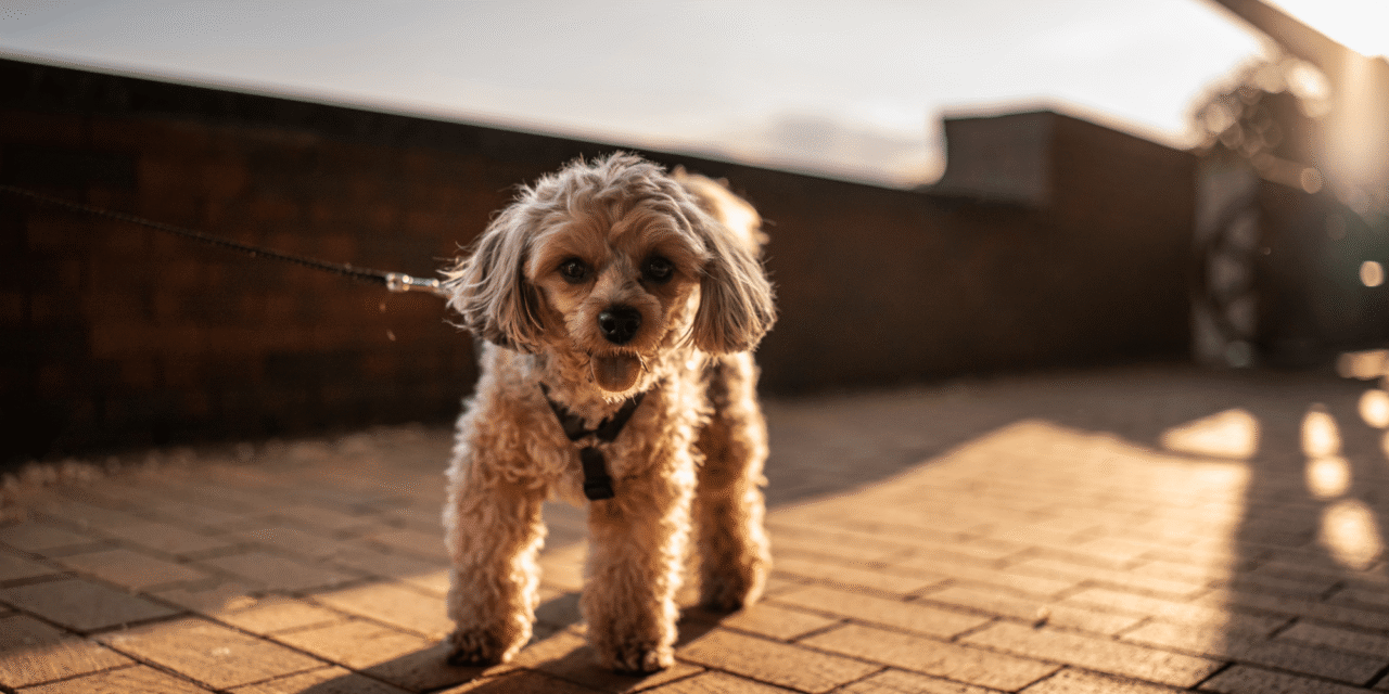 Hot pavement can burn your dog’s paws
