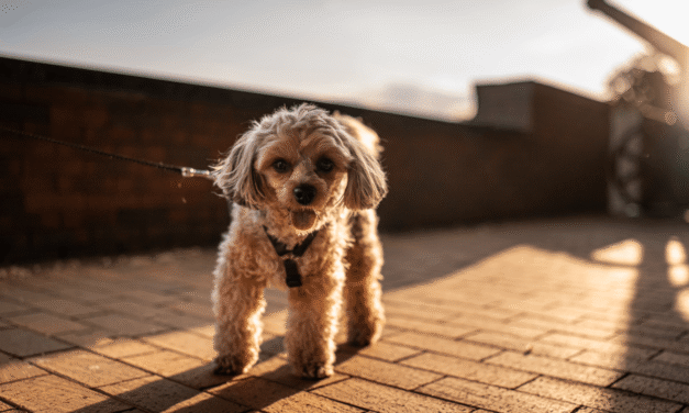 Hot pavement can burn your dog’s paws