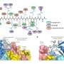 Four-decade mystery solved as PKCβ structure reveals new drug target