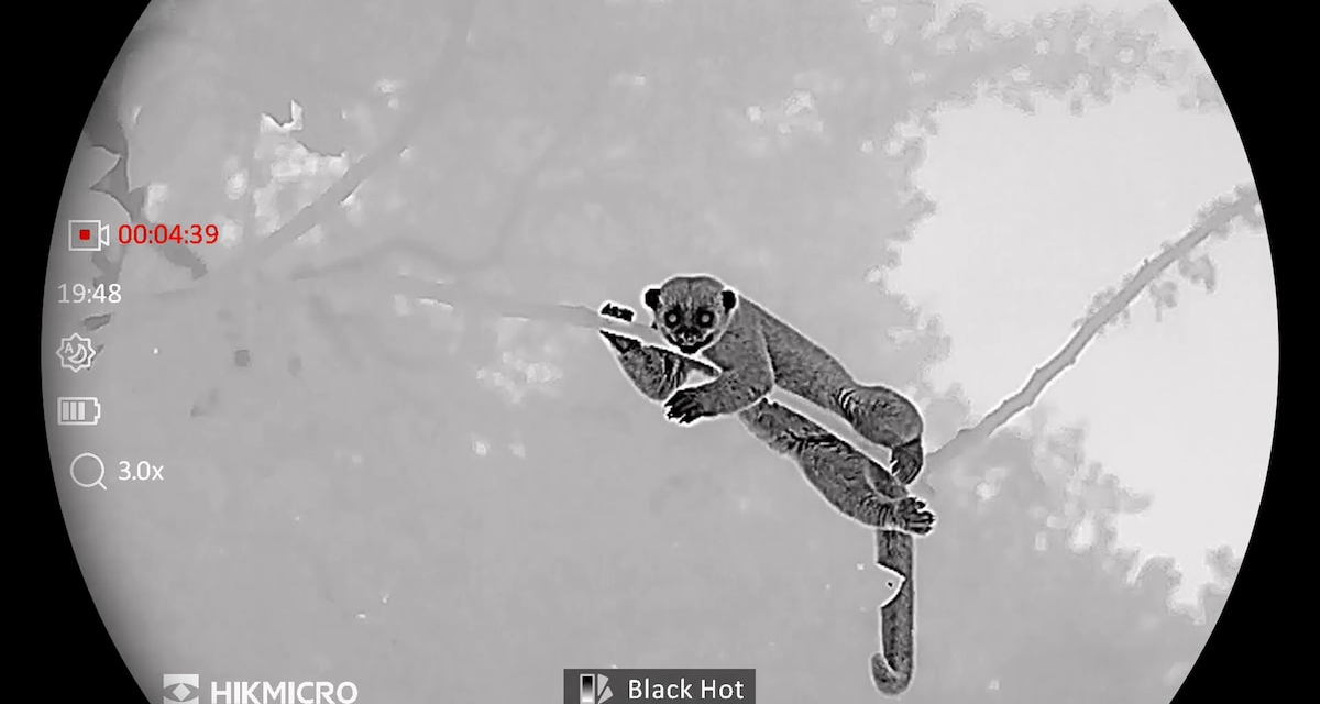 Watch the elusive world of the rainforest canopy at night