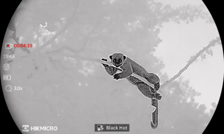 Watch the elusive world of the rainforest canopy at night