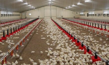 Extreme heat wave in France kills hundreds of thousands of poultry