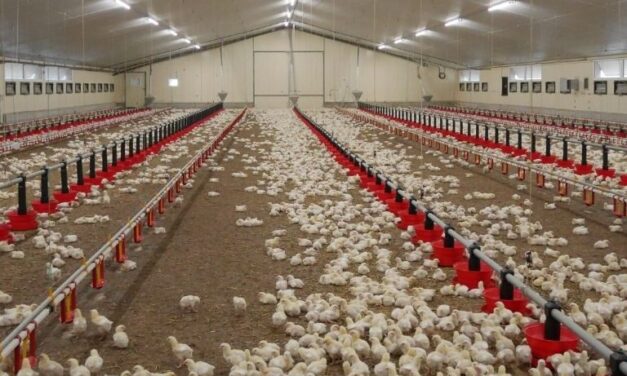 Extreme heat wave in France kills hundreds of thousands of poultry