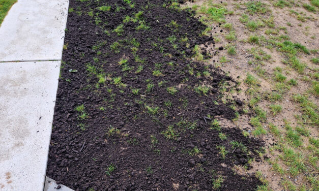 This Simple Tool Can Keep Your Lawn Level Without Breaking The Bank