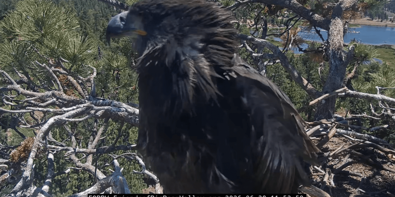 One of Jackie and Shadow’s chicks accidentally left the nest
