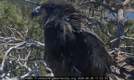One of Jackie and Shadow’s chicks accidentally left the nest