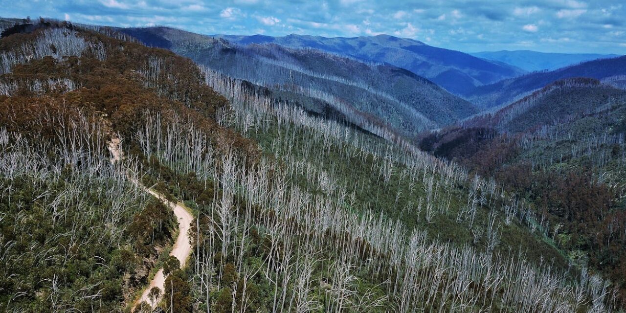 Can we keep Australia’s endangered alpine ash on the map? New modelling shows where to focus our efforts