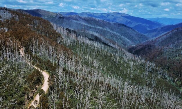 Can we keep Australia’s endangered alpine ash on the map? New modelling shows where to focus our efforts