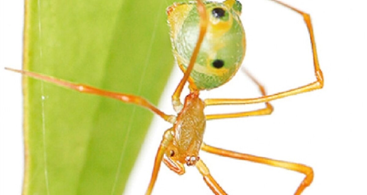 Watch this new spider species launch ants right into its web