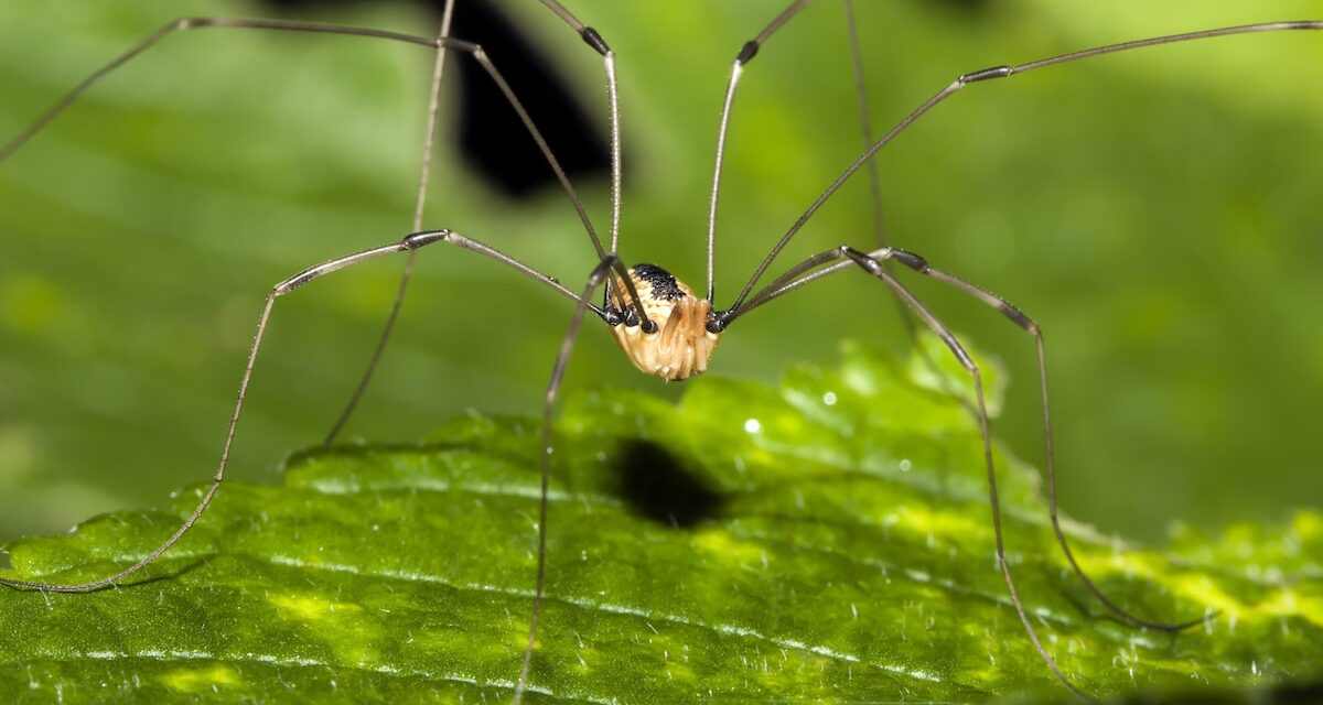 Why daddy longlegs are one of the most misunderstood creatures