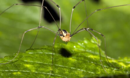 Why daddy longlegs are one of the most misunderstood creatures