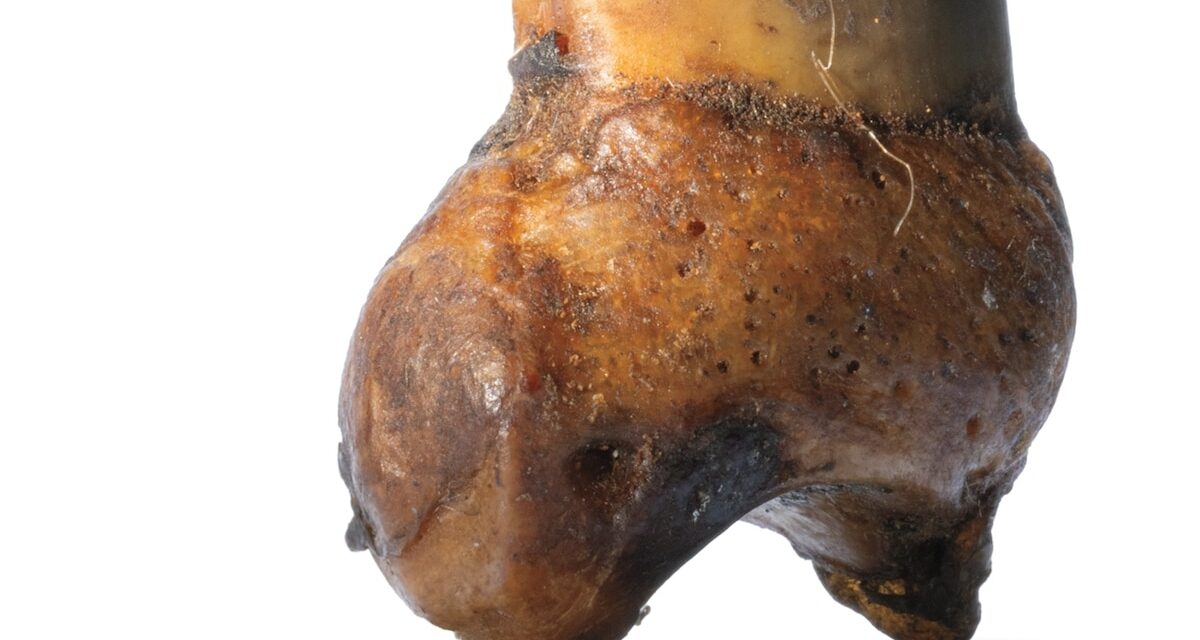 How a bear claw became a grisly token of Arctic survival