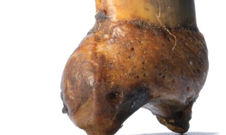 How a bear claw became a grisly token of Arctic survival