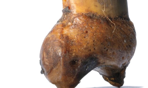 How a bear claw became a grisly token of Arctic survival
