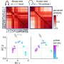The same sounds are mapped similarly in the human and mouse brain, study finds