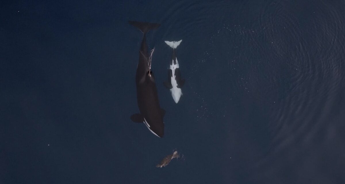 Watch video of a mother orca hunting in front of her baby