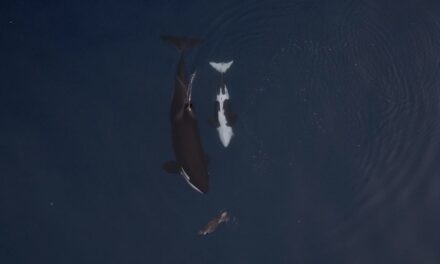 Watch video of a mother orca hunting in front of her baby