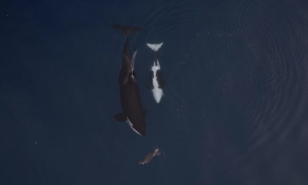 Watch video of a mother orca hunting in front of her baby