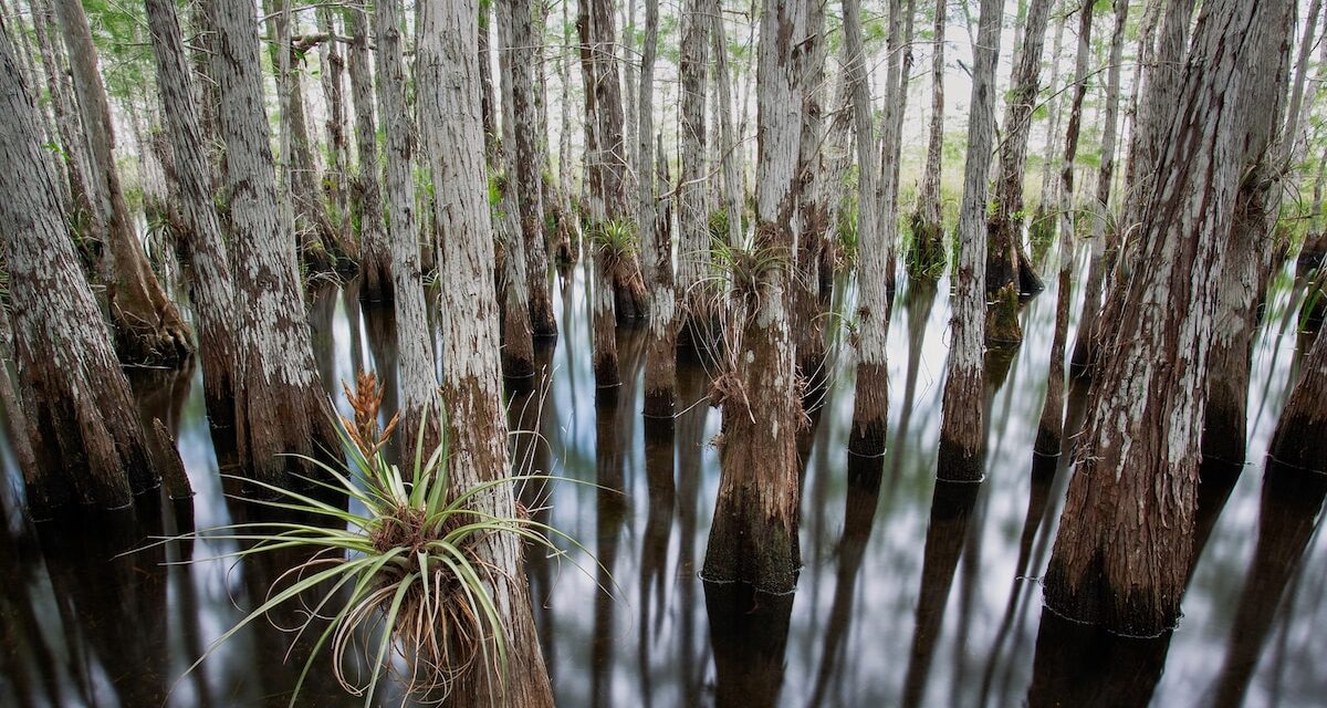 Inside the mystery forests of the marshlands