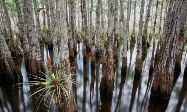 Inside the mystery forests of the marshlands