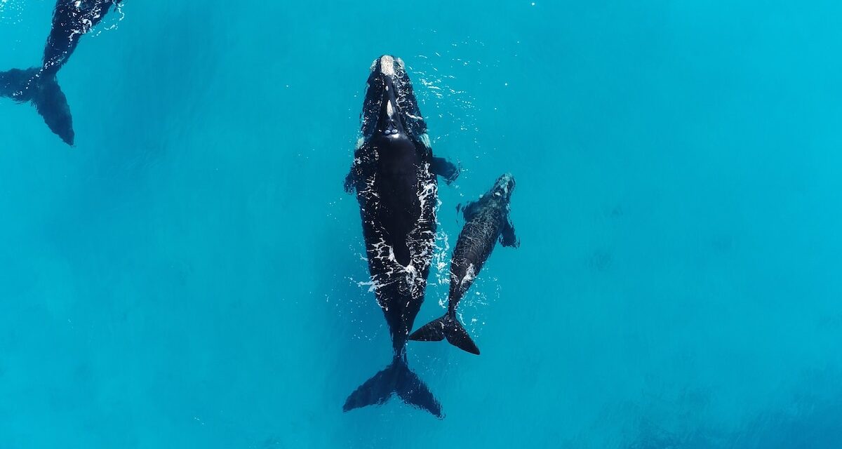 Scientists finally have an explanation for this weird whale behavior