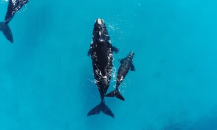 Scientists finally have an explanation for this weird whale behavior