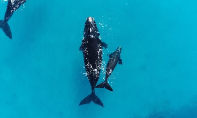 Scientists finally have an explanation for this weird whale behavior