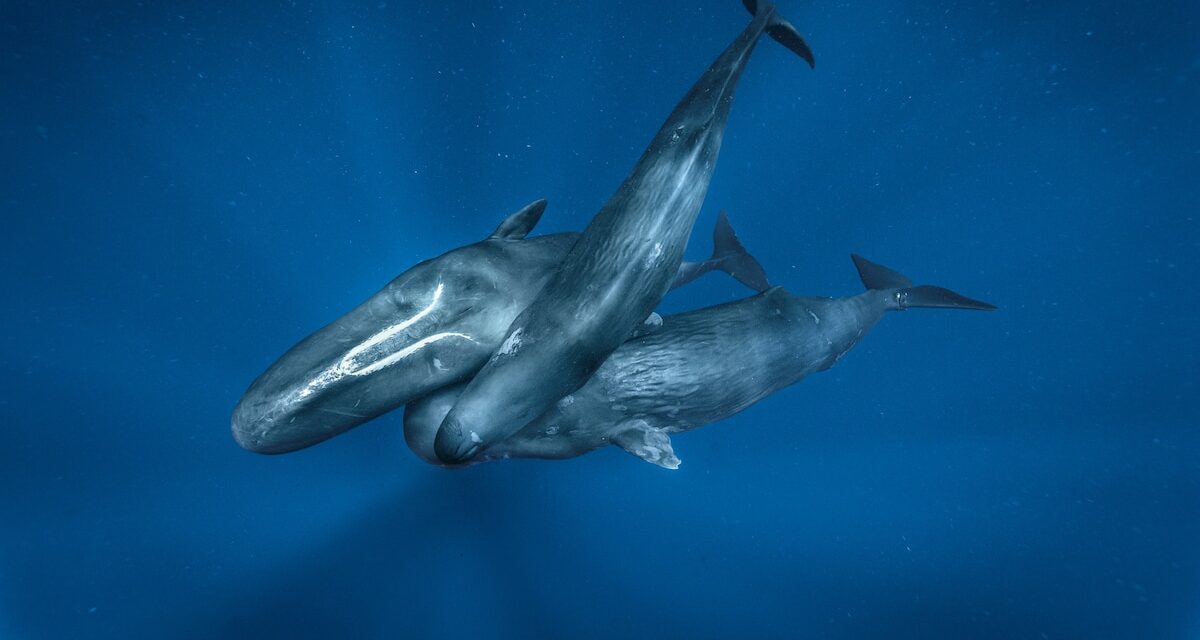 When ships are nearby, sperm whales change their calls