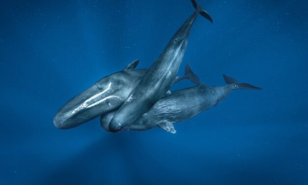 When ships are nearby, sperm whales change their calls