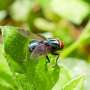 Wound odors may unlock better traps for flesh-eating New World screwworm