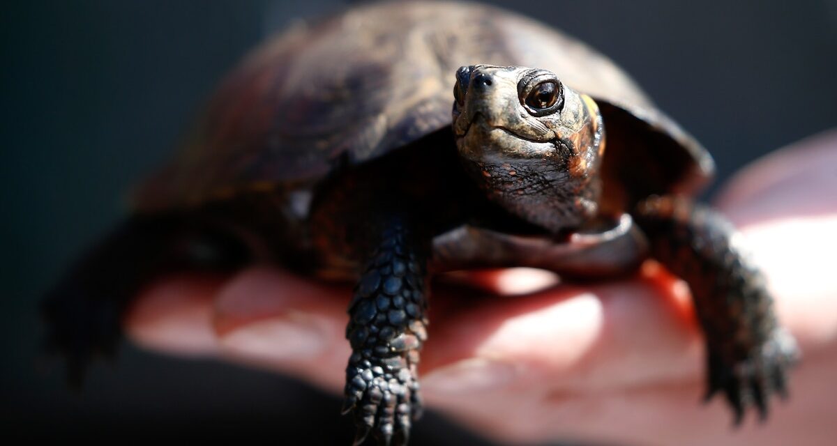 After Hurricane Helene, the country’s tiniest turtle is even closer to extinction