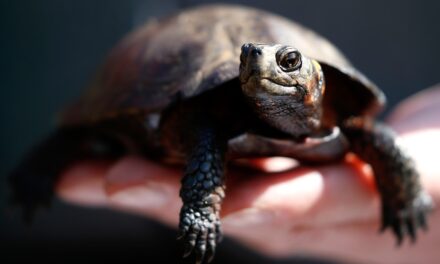 After Hurricane Helene, the country’s tiniest turtle is even closer to extinction