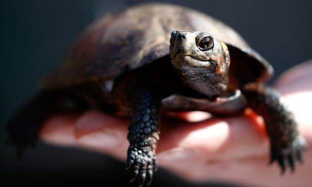 After Hurricane Helene, the country’s tiniest turtle is even closer to extinction