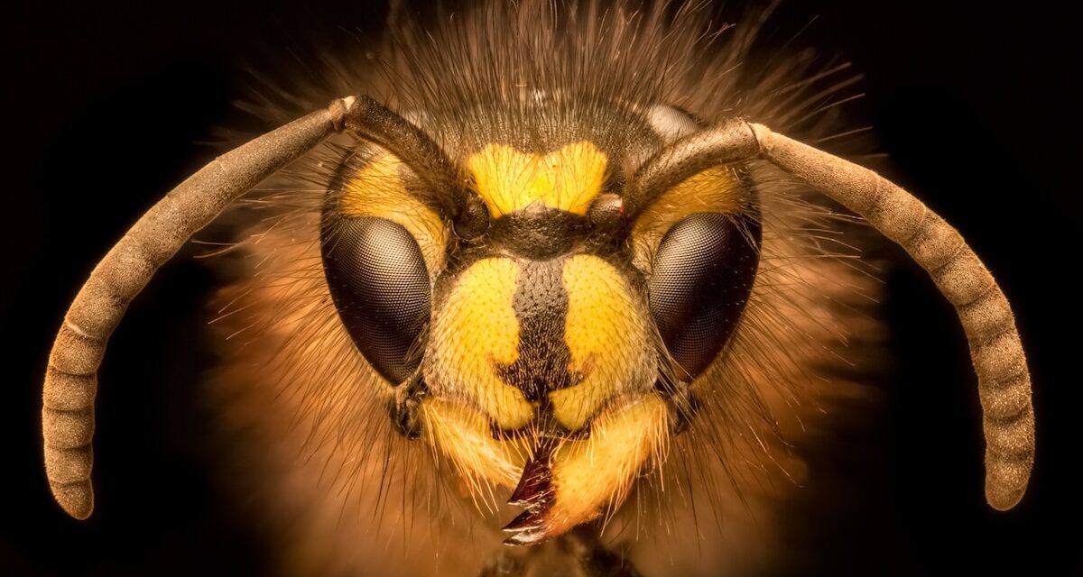 What yellowjacket stings reveal about how scientists measure pain