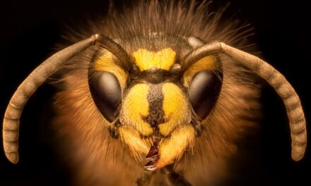 What yellowjacket stings reveal about how scientists measure pain